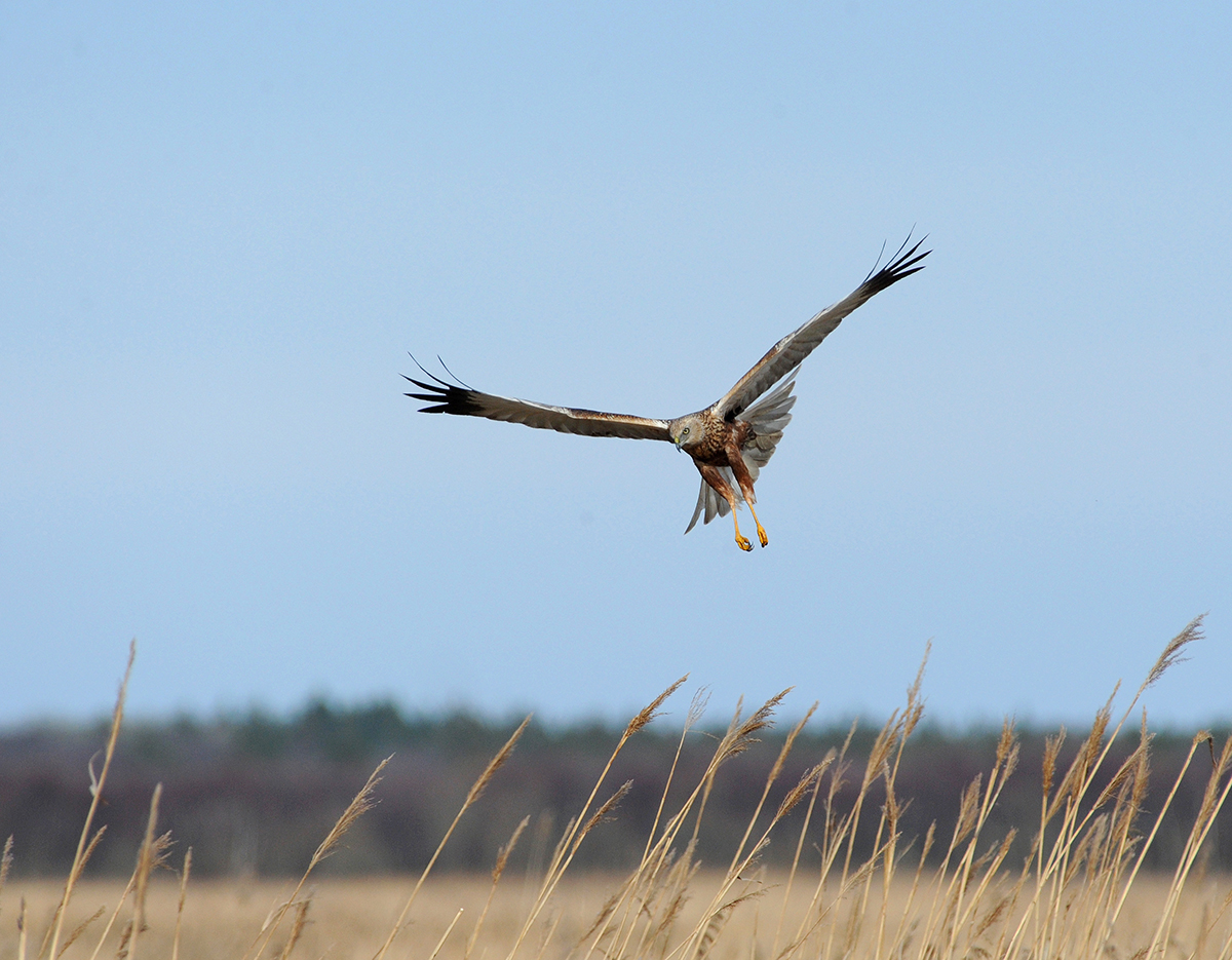 Roerhoeg-paa-jagt.-Foto-Jan-Skriver