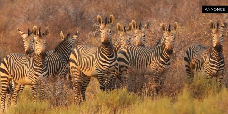 Safari i Afrika med børn – en uforglemmelig familieoplevelse