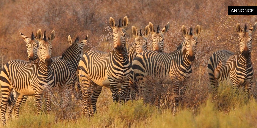 Safari i Afrika med børn – en uforglemmelig familieoplevelse Safari i Afrika med børn – en uforglemmelig familieoplevelse