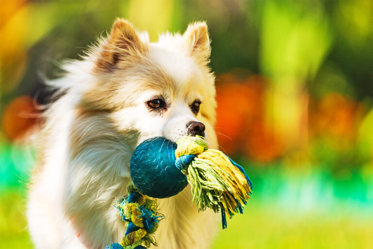 Hunde skal motivere patienter med hjerneskade